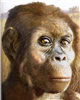 Australopithecus afarensis juvenile