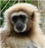 female gibbon