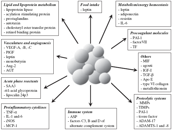 Overview of the major functions modulated by adipocyte-derived factors.