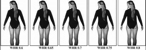 Varying WHR by manipulating waist size.