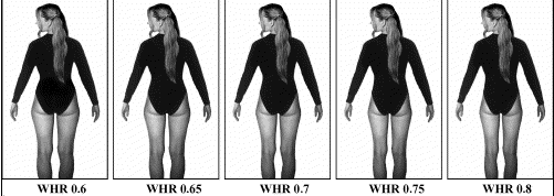 Varying WHR by manipulating hip size.