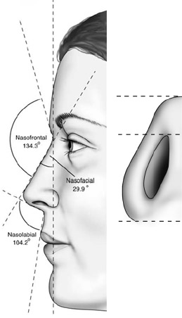 Lateral and basal views of the average North American white woman.