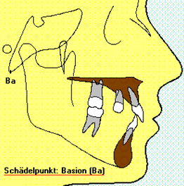The location of the basion.
