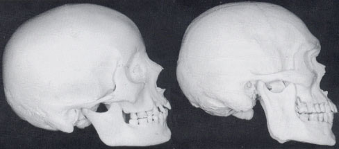 The skulls of a feminine woman (left) and a masculine man (right).