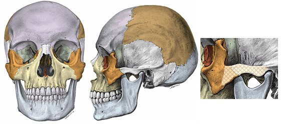 Zygomatic bones, also known as cheekbones (orange) and the zygomatic arch (cross-hatched portion).
